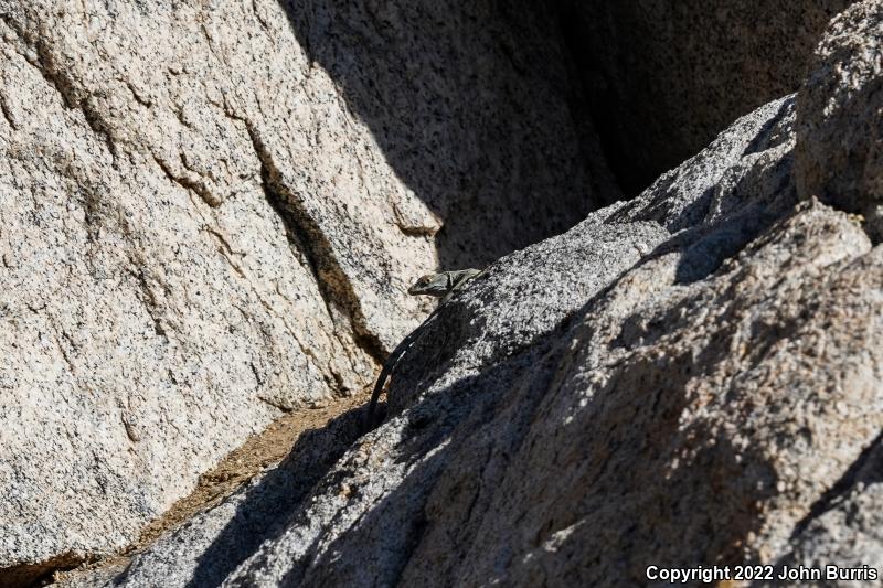 Banded Rock Lizard (Petrosaurus mearnsi)