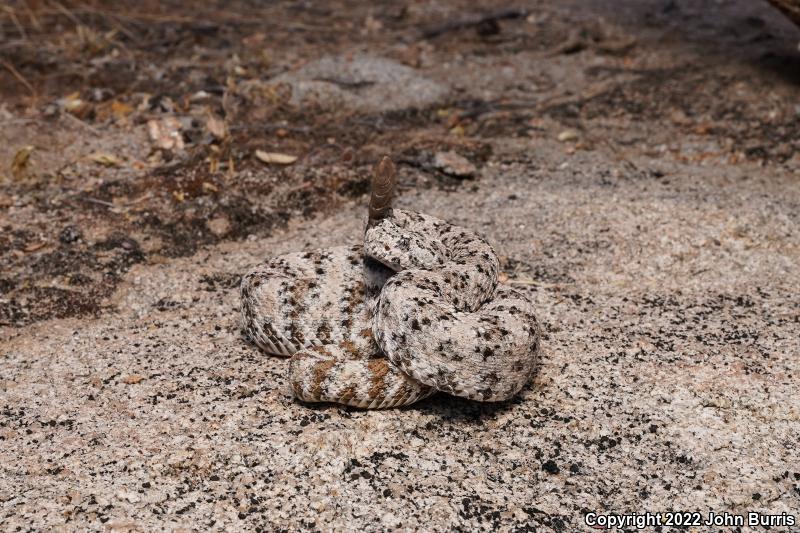 Southwestern Speckled Rattlesnake (Crotalus mitchellii pyrrhus)