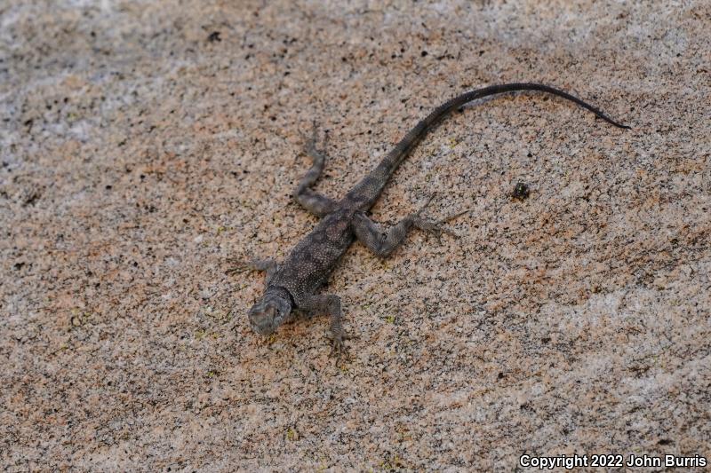 Banded Rock Lizard (Petrosaurus mearnsi)