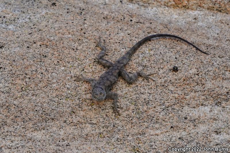 Banded Rock Lizard (Petrosaurus mearnsi)