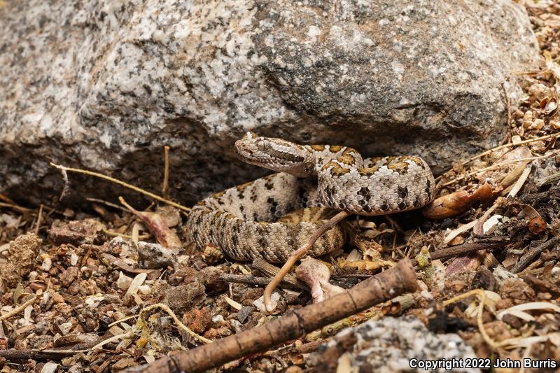 Lower California Rattlesnake (Crotalus enyo enyo)