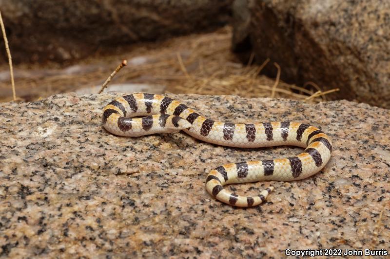 Variable Sandsnake (Chilomeniscus stramineus)