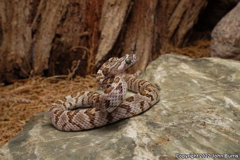 Baja California Lyresnake (Trimorphodon biscutatus lyrophanes)