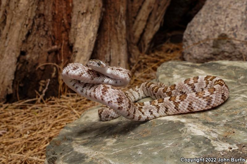 Baja California Lyresnake (Trimorphodon biscutatus lyrophanes)