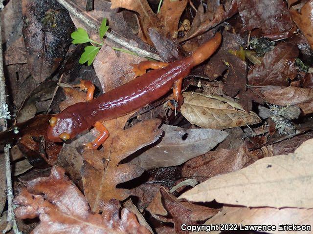 Yellow-eyed Ensatina (Ensatina eschscholtzii xanthoptica)