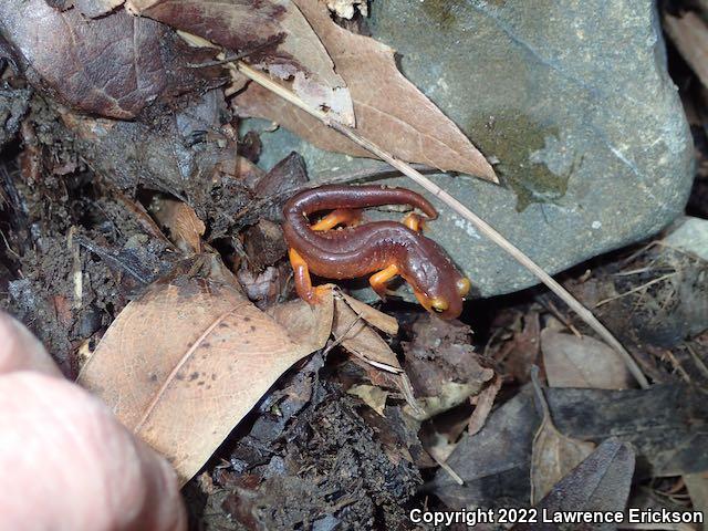 Yellow-eyed Ensatina (Ensatina eschscholtzii xanthoptica)