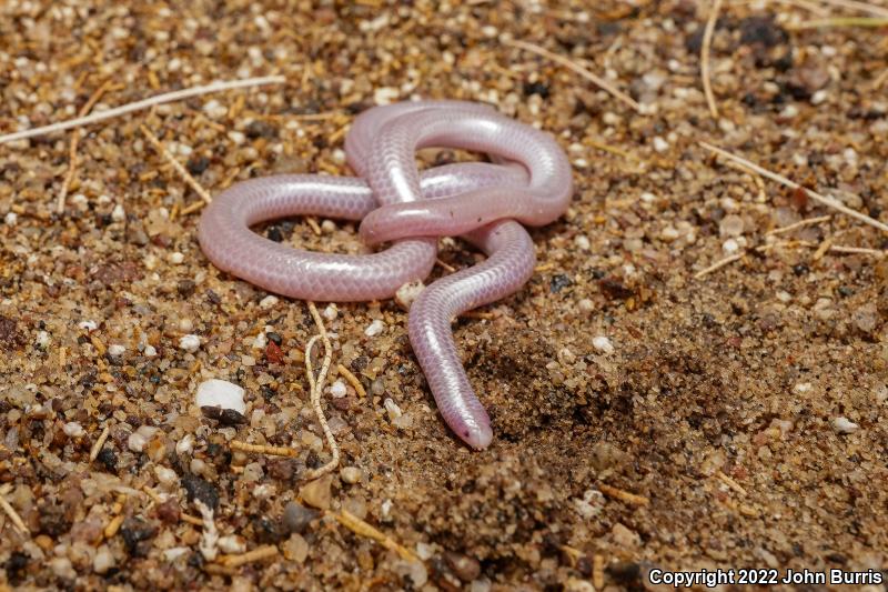 Desert Threadsnake (Leptotyphlops humilis cahuilae)