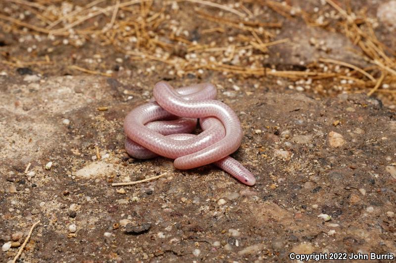 Desert Threadsnake (Leptotyphlops humilis cahuilae)