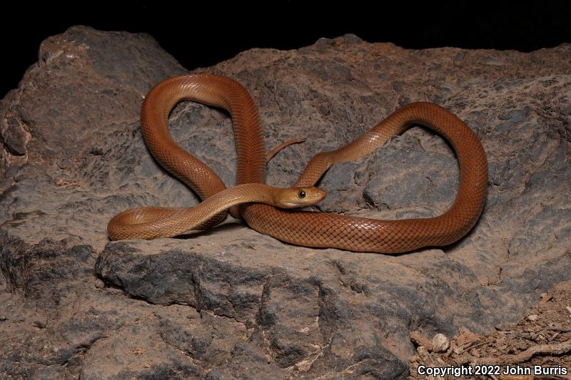 Baja California Rat Snake (Bogertophis rosaliae)