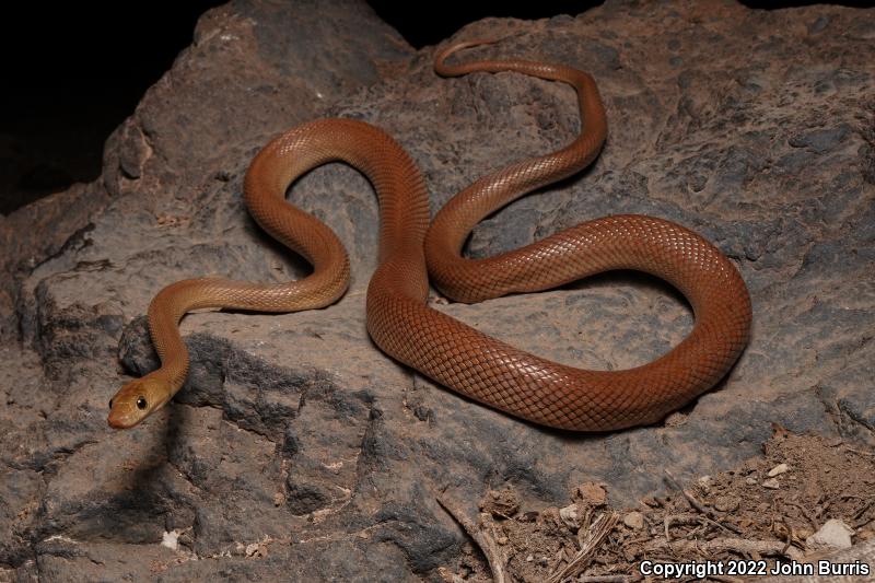 Baja California Rat Snake (Bogertophis rosaliae)