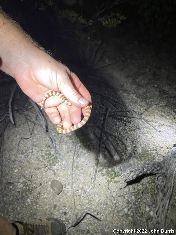 Variable Sandsnake (Chilomeniscus stramineus)