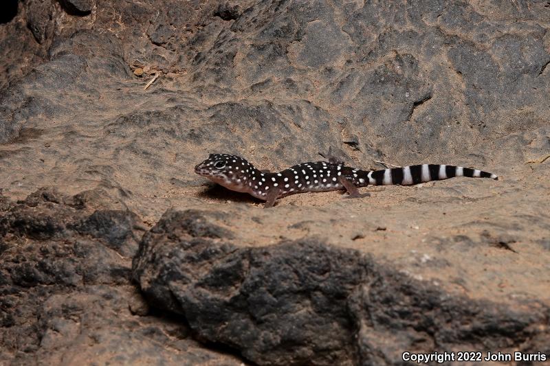 Penninsular Banded Gecko (Coleonyx switaki)