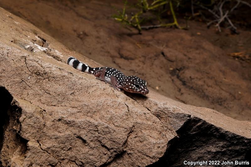 Penninsular Banded Gecko (Coleonyx switaki)