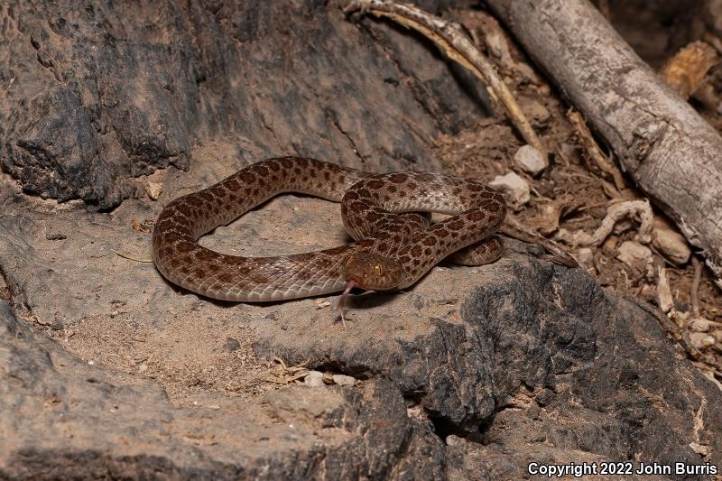 Baja California Night Snake (Eridiphas slevini)