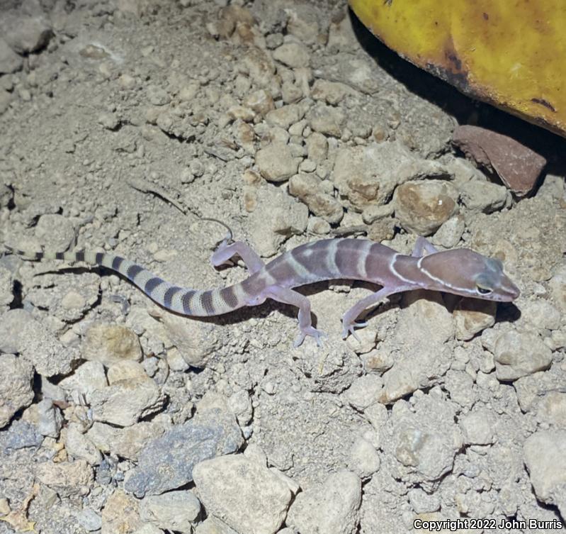 San Lucan Banded Gecko (Coleonyx variegatus peninsularis)