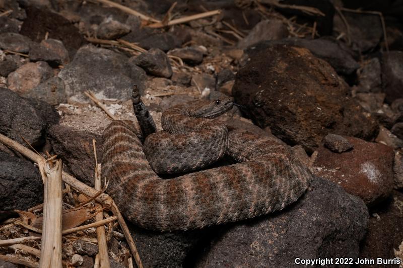 El Muerto Island Rattlesnake (Crotalus muertensis)