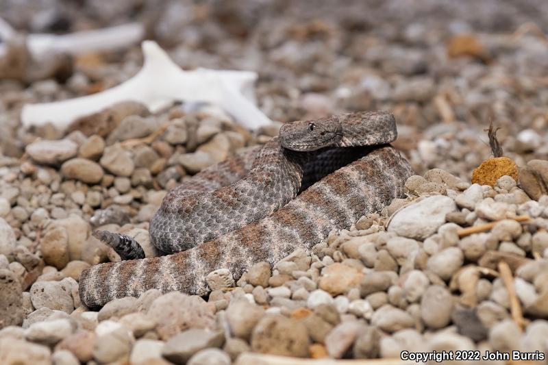 El Muerto Island Rattlesnake (Crotalus muertensis)