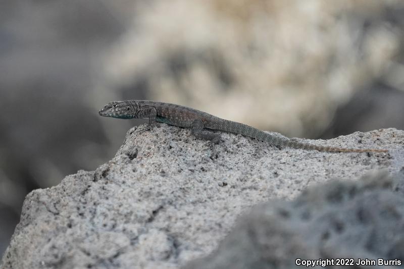 El Muerto Side-blotched Lizard (Uta lowei)