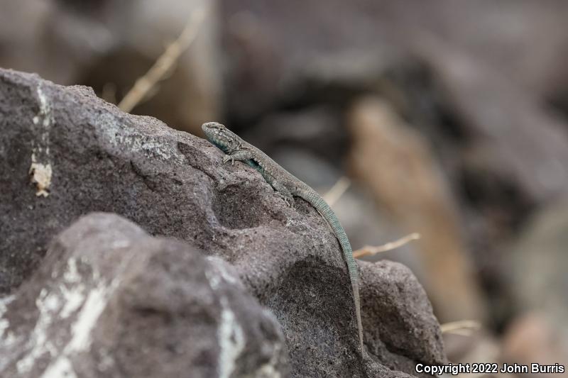 El Muerto Side-blotched Lizard (Uta lowei)