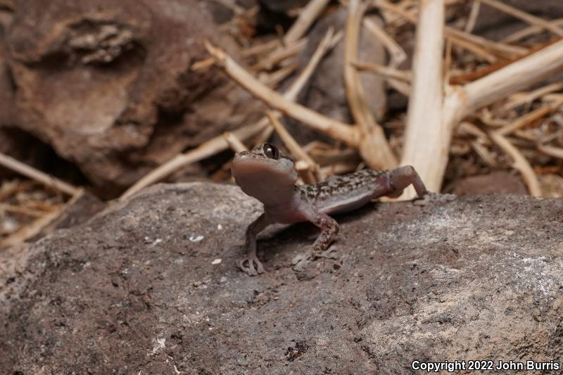 Xantus Leaf-toed Gecko (Phyllodactylus xanti)