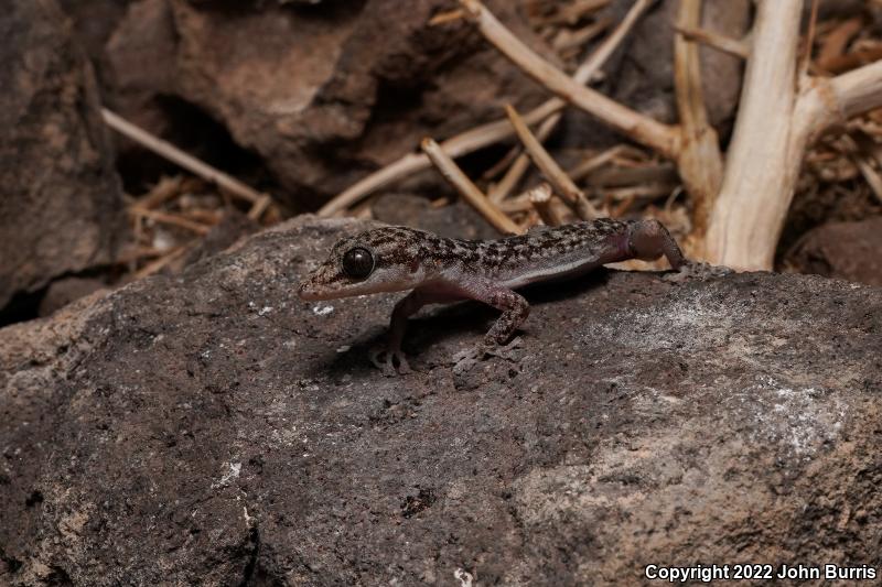 Xantus Leaf-toed Gecko (Phyllodactylus xanti)