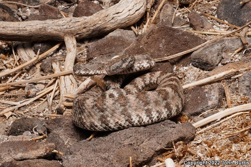 El Muerto Island Rattlesnake (Crotalus muertensis)