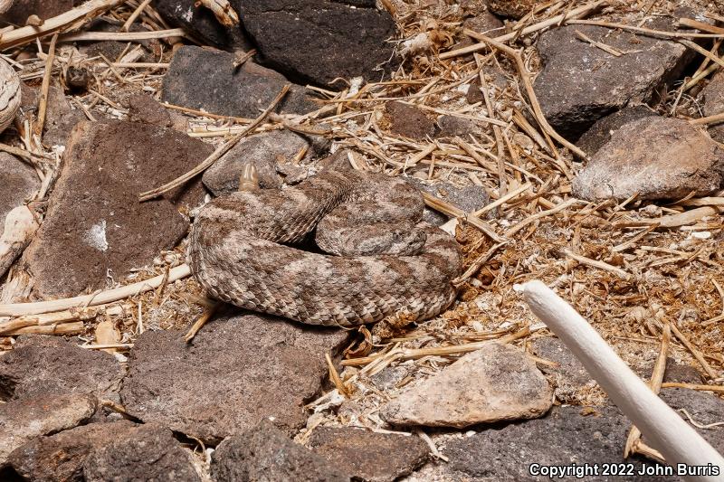 El Muerto Island Rattlesnake (Crotalus muertensis)
