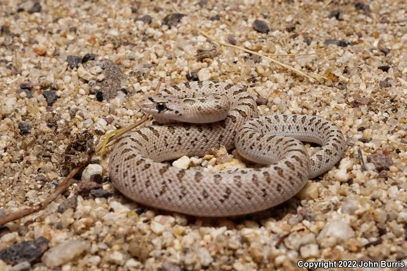 Desert Glossy Snake (Arizona elegans eburnata)