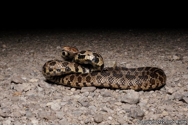 Western Foxsnake (Pantherophis vulpinus)