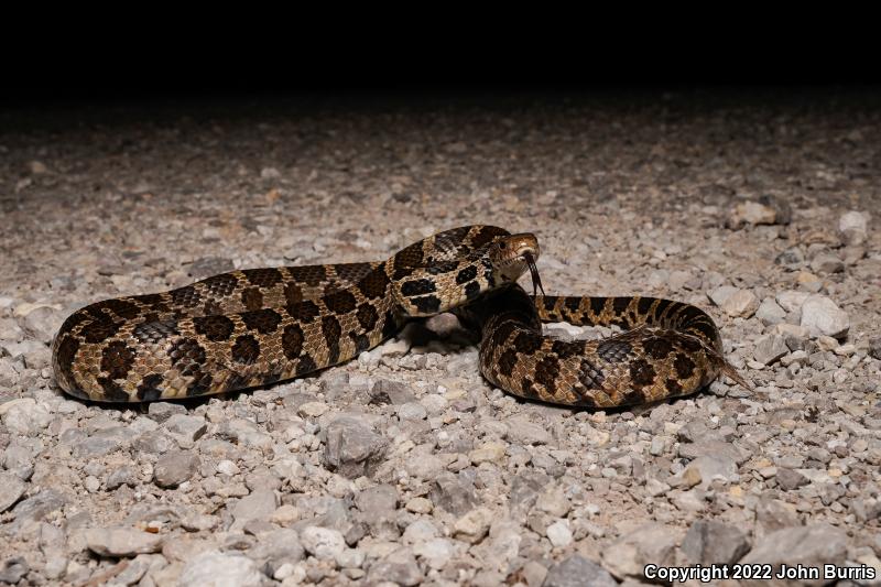 Western Foxsnake (Pantherophis vulpinus)