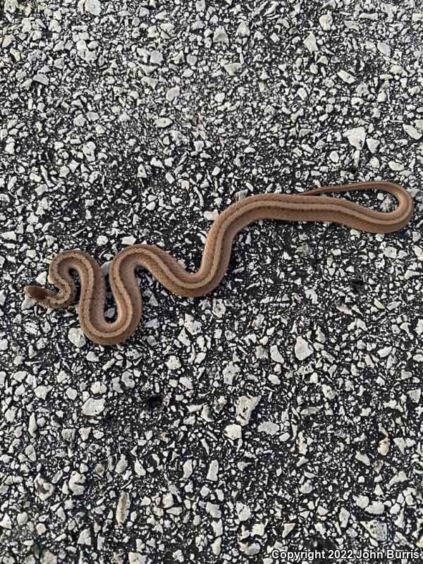 Midland Brownsnake (Storeria dekayi wrightorum)