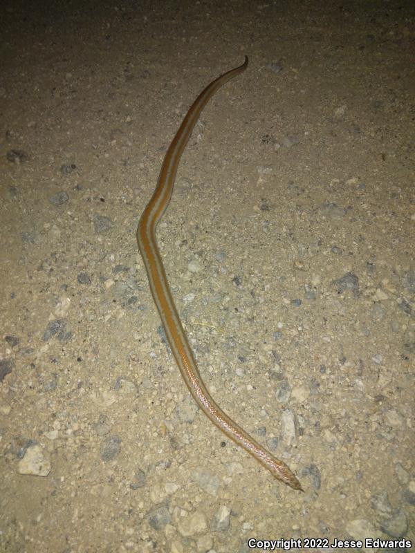 Desert Rosy Boa (Lichanura trivirgata gracia)