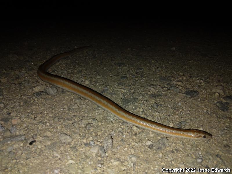 Desert Rosy Boa (Lichanura trivirgata gracia)