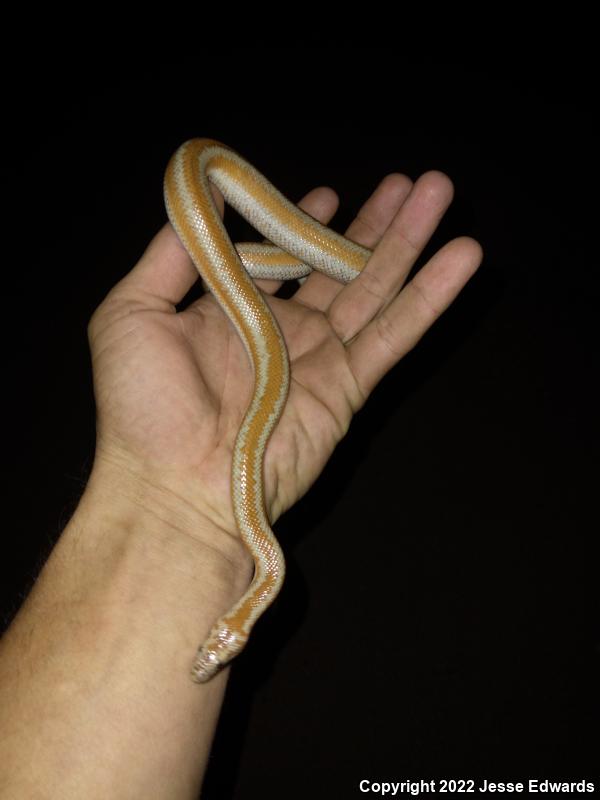 Desert Rosy Boa (Lichanura trivirgata gracia)