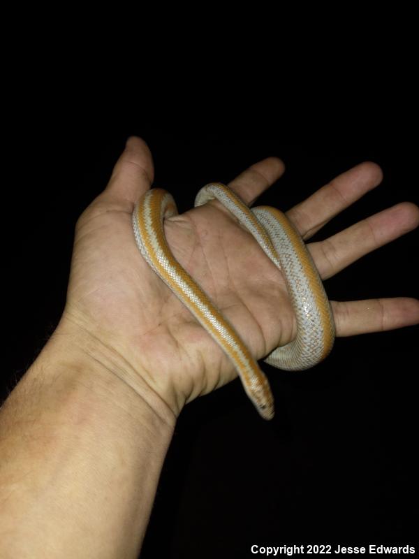 Desert Rosy Boa (Lichanura trivirgata gracia)