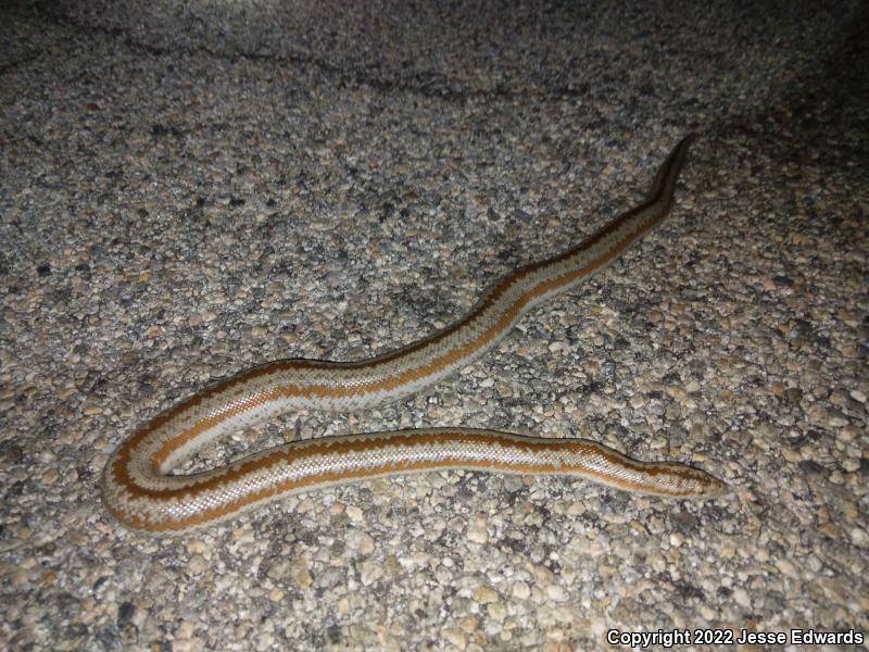 Desert Rosy Boa (Lichanura trivirgata gracia)