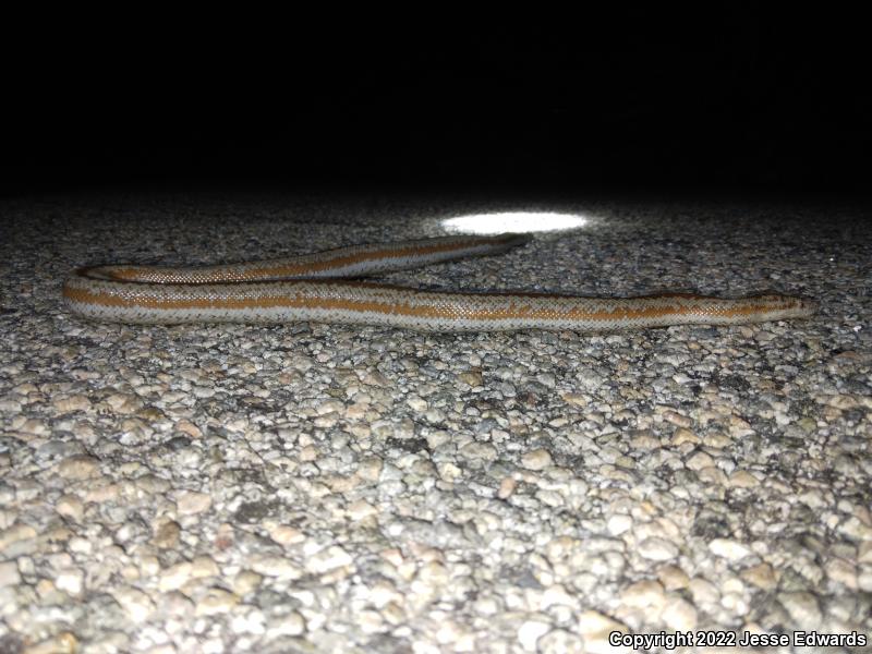 Desert Rosy Boa (Lichanura trivirgata gracia)