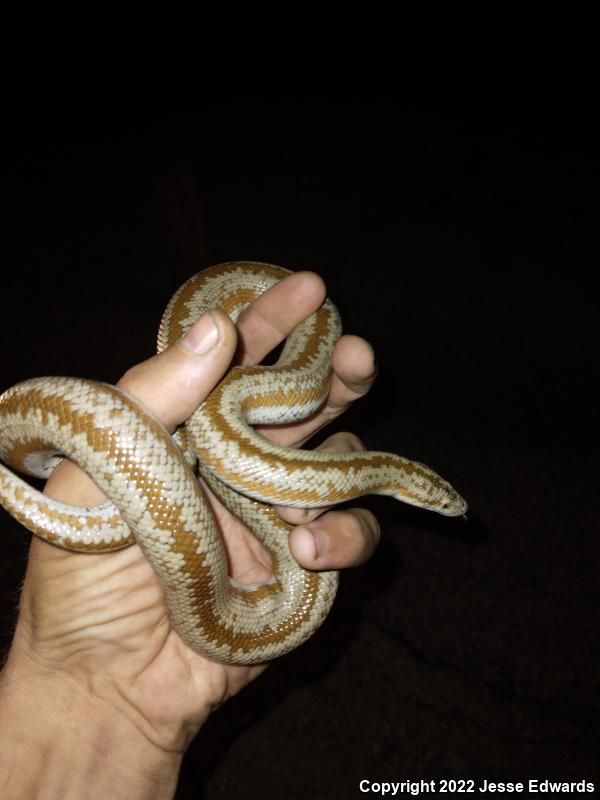 Desert Rosy Boa (Lichanura trivirgata gracia)