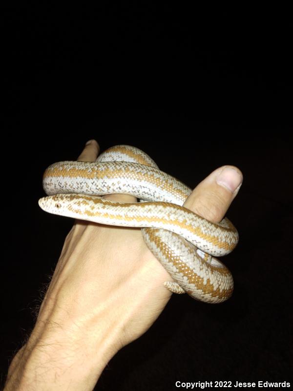 Desert Rosy Boa (Lichanura trivirgata gracia)