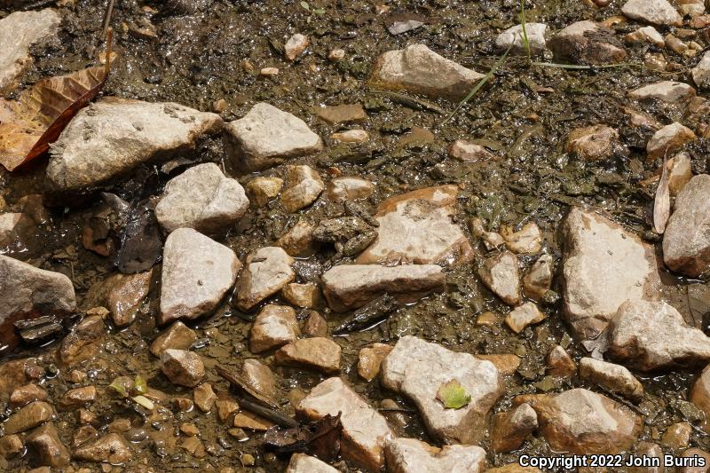 Eastern Cricket Frog (Acris crepitans crepitans)