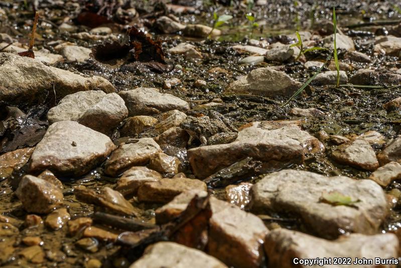 Eastern Cricket Frog (Acris crepitans crepitans)