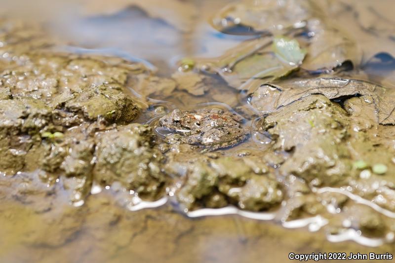 Eastern Cricket Frog (Acris crepitans crepitans)