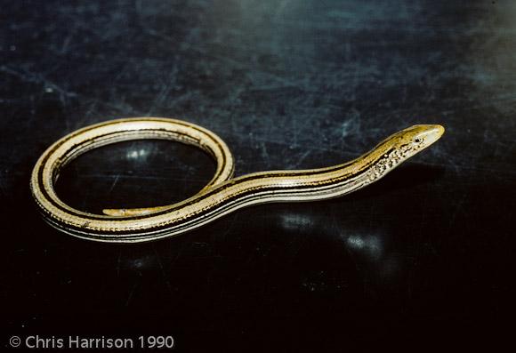 Western Slender Glass Lizard (Ophisaurus attenuatus attenuatus)