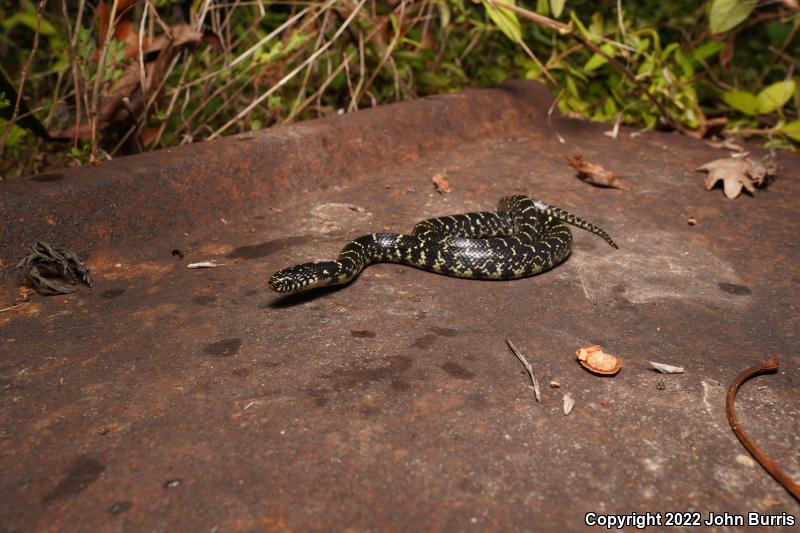 Black Kingsnake (Lampropeltis getula nigra)