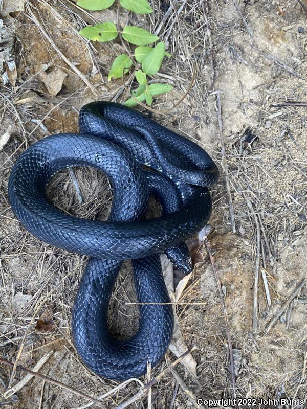 Black Kingsnake (Lampropeltis getula nigra)