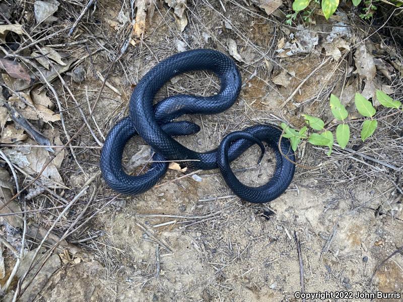 Black Kingsnake (Lampropeltis getula nigra)