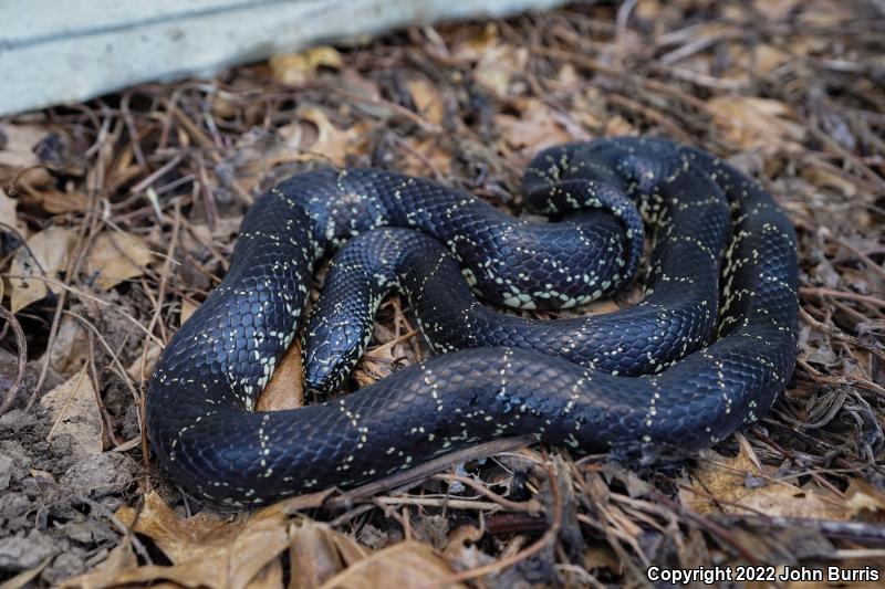 Black Kingsnake (Lampropeltis getula nigra)