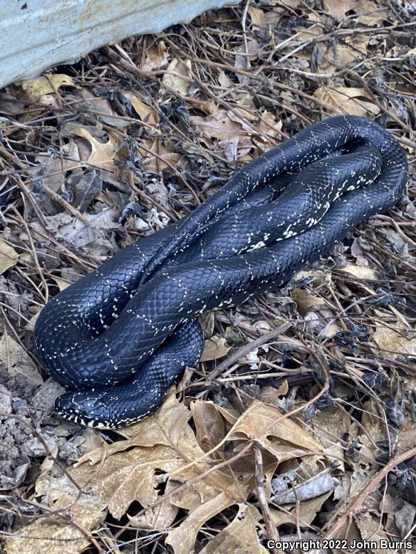 Black Kingsnake (Lampropeltis getula nigra)