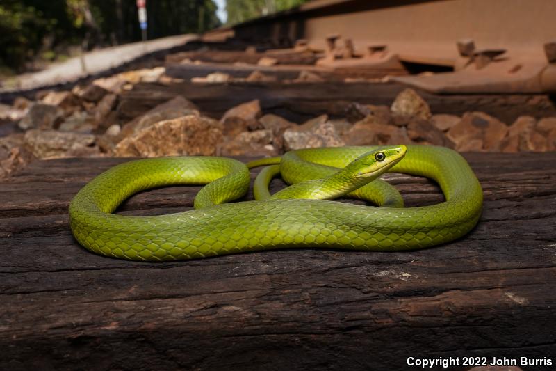 Northern Rough Greensnake (Opheodrys aestivus aestivus)