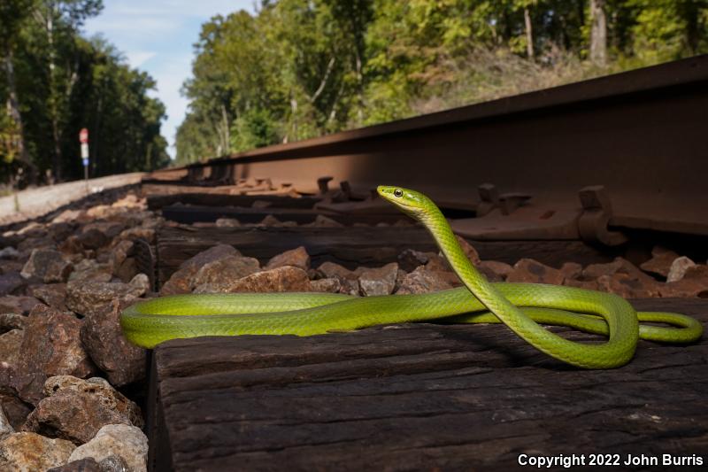 Northern Rough Greensnake (Opheodrys aestivus aestivus)